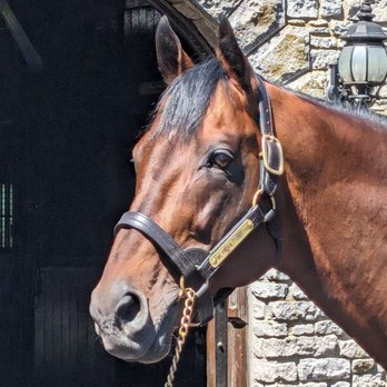 Coolmore America - Ashford Stud - Horse Racing Near Me - Versailles, Kentucky Coolmore America - Ashford Stud - Horse Racing Near Me - Versailles, Kentucky