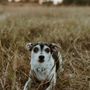 Photo of Houston Pet People