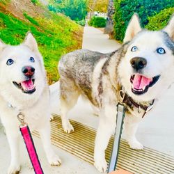 Banfield Pet Hospital - #YelpElite #Yelp #dog