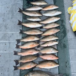 Salty Goat Fishing Charters - Fish we caught yesterday 08/10/2023