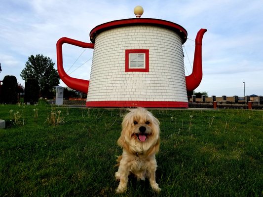 Teapot Dome Historical Site by null