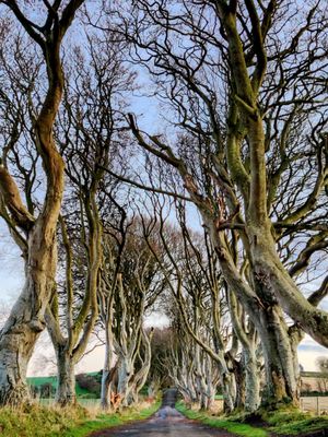 The Dark Hedges by null