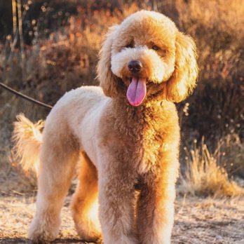The Pretty Puppy - Pet Groomers Near Me - Ontario, California