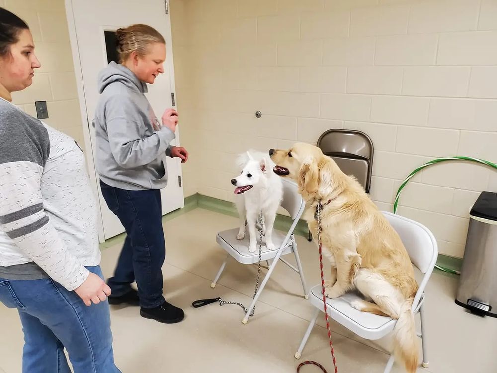 Midwestern K9 - pet boarding facility in Baraboo, WI