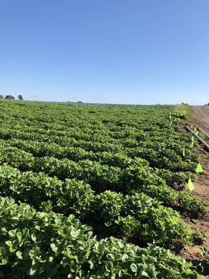 Douglas Farm on Sauvie Island, OR by null