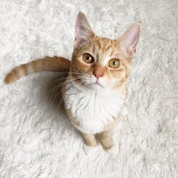 Northwest Animal Companions
