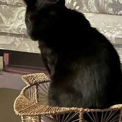 The Bryi's Pet Sitting - This is Midnight.