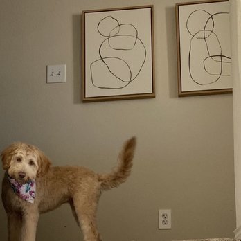 Every Dog’s Day - After grooming, happy to be home again! - Pet Boarding Near Me - Frisco, Texas