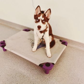 Sarasota Dog Wizard - Pet Training Near Me - Bradenton, Florida