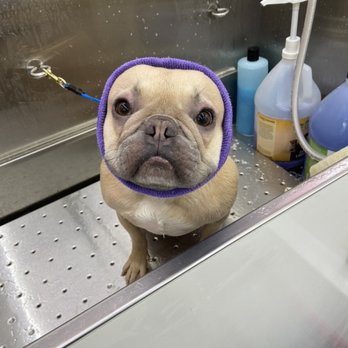 for the love of dogs mobile grooming