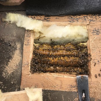 Aliza's Bee Removal - More bees - Pest Control Near Me - Poway, California