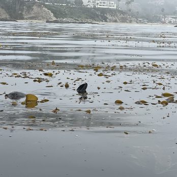 La Vida Laguna - Seal resting in kelp bed - Rafting/Kayaking Near Me - Laguna Beach, California La Vida Laguna - Seal resting in kelp bed - Rafting/Kayaking Near Me - Laguna Beach, California