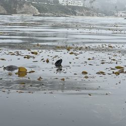 La Vida Laguna - Seal resting in kelp bed