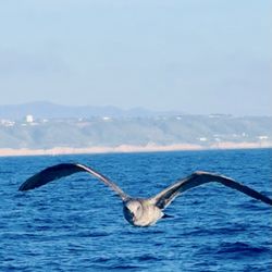 Legacy Whale Watch