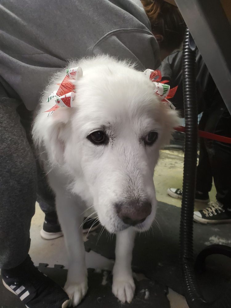 GROOMINGDALE’S PET PARLOR Updated September 2024 5409 4th St