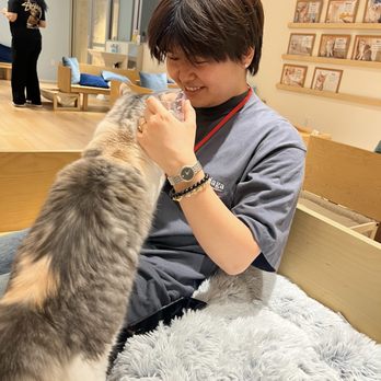 Cat Café MOFF - Indoor play area with cats - Themed Cafes Near Me - Honolulu, Hawaii Cat Café MOFF - Indoor play area with cats - Themed Cafes Near Me - Honolulu, Hawaii