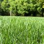 Photo of The Grass Guy