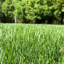 The Grass Guy
