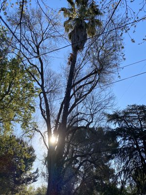 Kent Arborist Services 8225 Barton Rd Granite Bay Ca Tree Services Mapquest