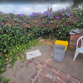 D Garcia's Landscaping - before rear yard with ivy - Landscaping Near Me - Richmond, California