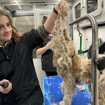 Pawsitive Styles Mobile Grooming - A much needed groom for these shelter dogs and they turned out amazing! Thank you Courtney!! - Pet Groomers Near Me