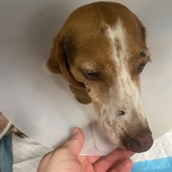 DogWalker Ranch - Facial trauma - Pet Sitting Near Me - Ocala, Florida DogWalker Ranch - Facial trauma - Pet Sitting Near Me - Ocala, Florida