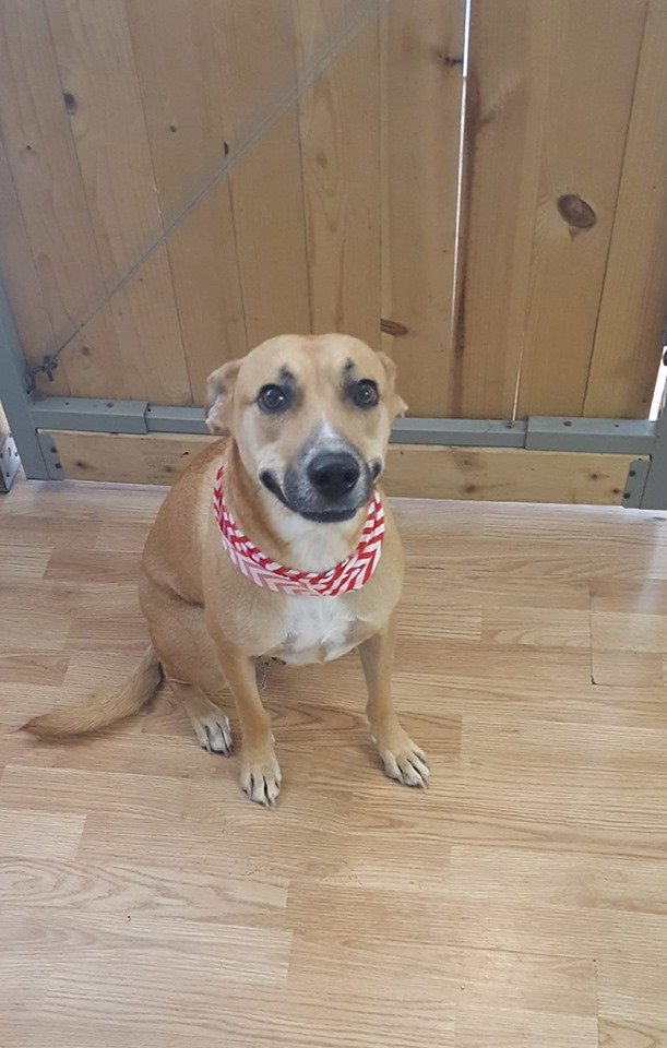 BARK N BUBBLES Updated June 2024 711 NE 1st St, Battle Ground