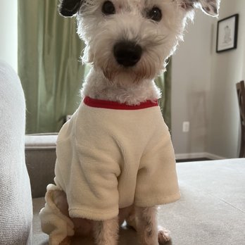 Olde Towne Pet Resort - After his groom staying warm in his onesie - Pet Sitting Near Me - Sterling, Virginia Olde Towne Pet Resort - After his groom staying warm in his onesie - Pet Sitting Near Me - Sterling, Virginia