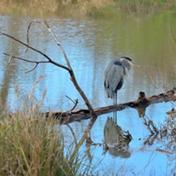 Delta Ponds - Hiking Near Me - Eugene, Oregon