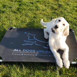 All Dogs Unleashed - Excuse me?