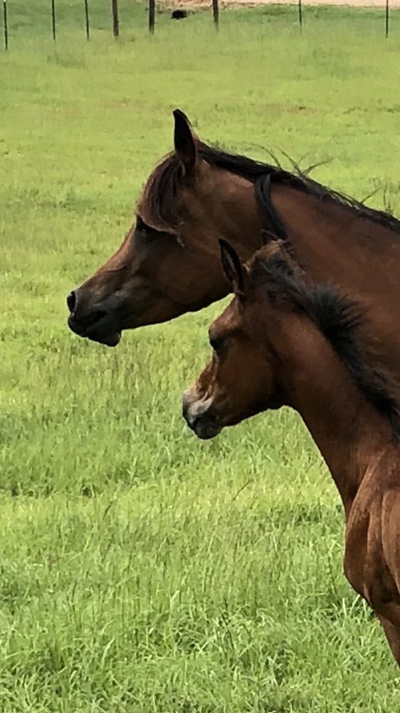 Journey Of Faith Arabians - equestrian in Magnolia, MS