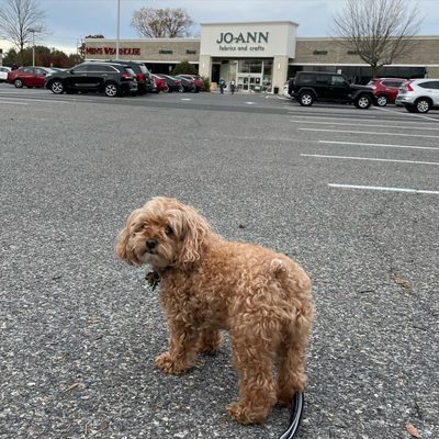 JOANN FABRIC AND CRAFTS - Updated March 2024 - 11 Photos & 13 Reviews