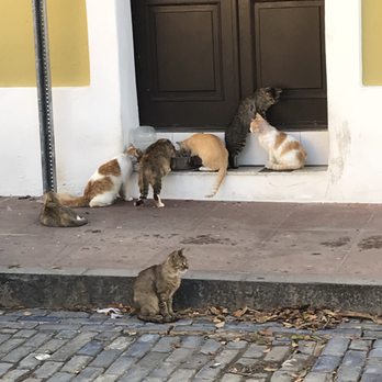 save a gato cat sanctuary