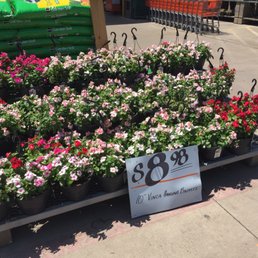 Vinca baskets Vinca baskets