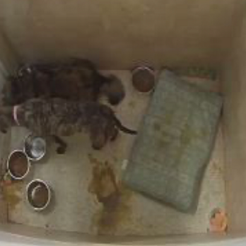 BrownDog Lodge - Germantown - The FILTH this place left my poor babies in!!! - Pet Boarding Near Me - Cordova, Tennessee