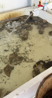 H&H Seafood Market by null