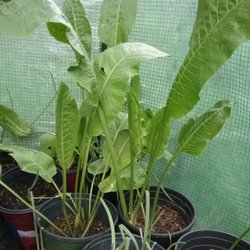 Sagewood Micro Farm & Plant Nursery