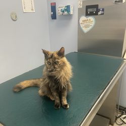Kindness Animal Hospital - I miss her so much