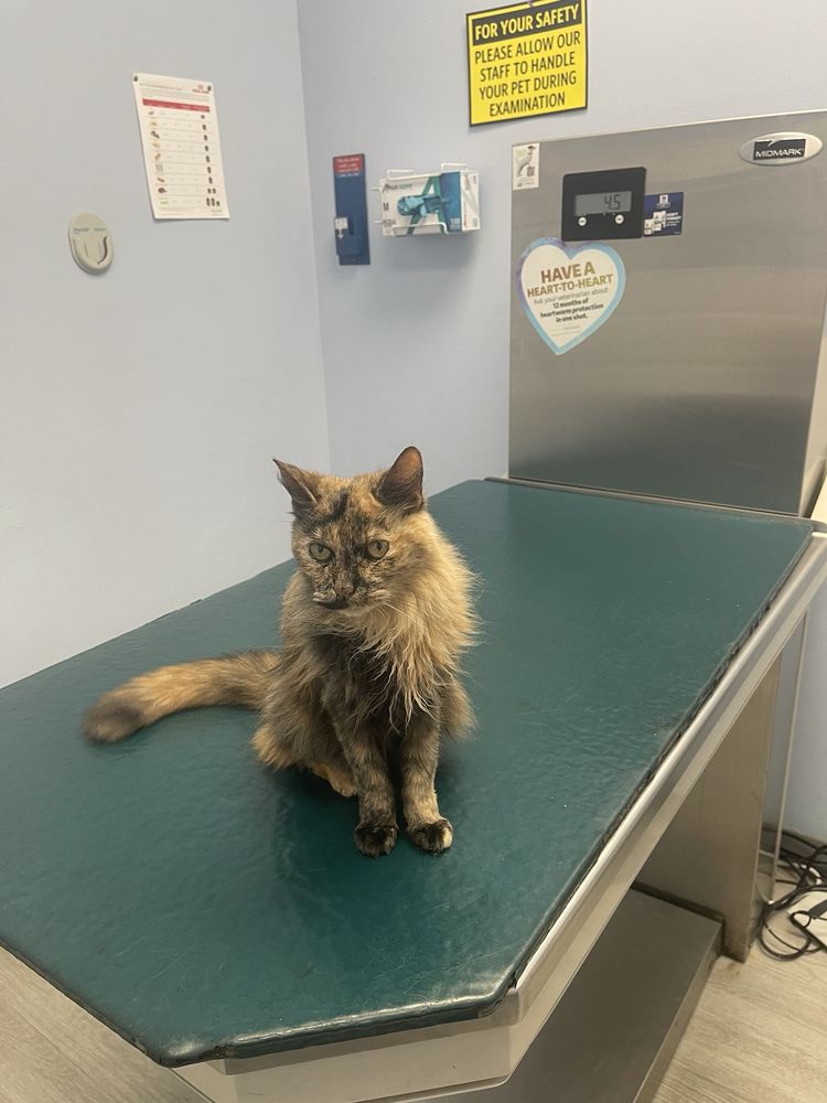 Kindness Animal Hospital Image