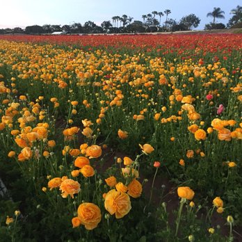 The Flower Fields - Venues & Event Spaces Near Me - Carlsbad, California