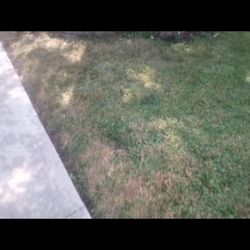 Speed Queen - Grass cut