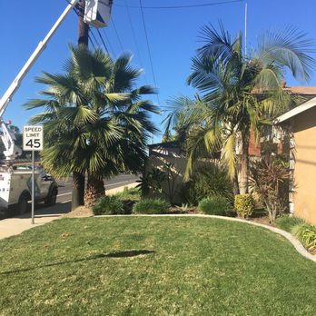 Real Tree Service - Before - Tree Services Near Me
