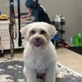 Photo of High-Happy Pet Resort