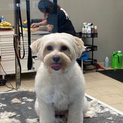 High-Happy Pet Resort - dog