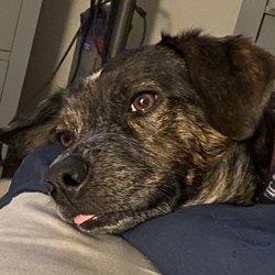 Sun City Animal Hospital - Rizzo