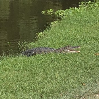 Jungle Gardens - Botanical Gardens Near Me - Avery Island, Louisiana