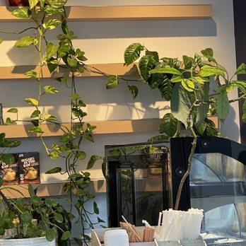 Athena Greek Cafe - View of their plants on the shelf - Bakeries Near Me - Edison, New Jersey