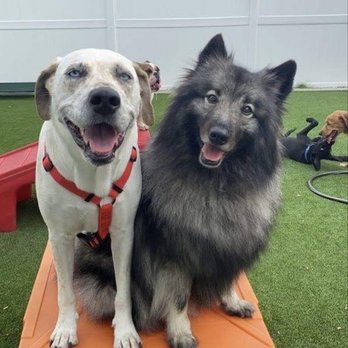 Dogtopia of Roanoke - BFFFs for life! - Pet Groomers Near Me - Roanoke, Texas Dogtopia of Roanoke - BFFFs for life! - Pet Groomers Near Me - Roanoke, Texas