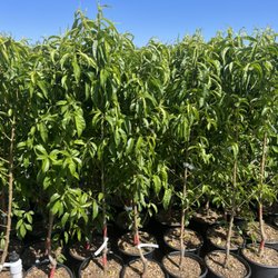 Camacho Nursery Rose Grower - Fruit Trees