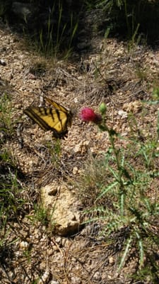 Hualapai Mountain Park Campground by null